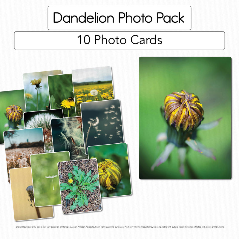 Dandelion Photo Cards - Photos - 12 Pack