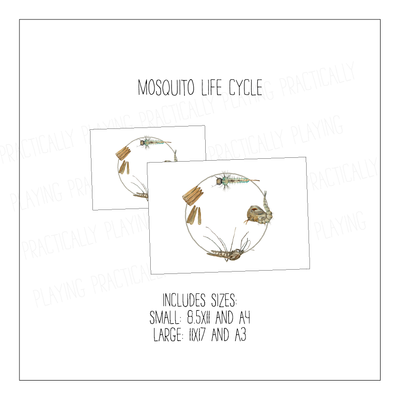Mosquito Life Cycle Poster Pack