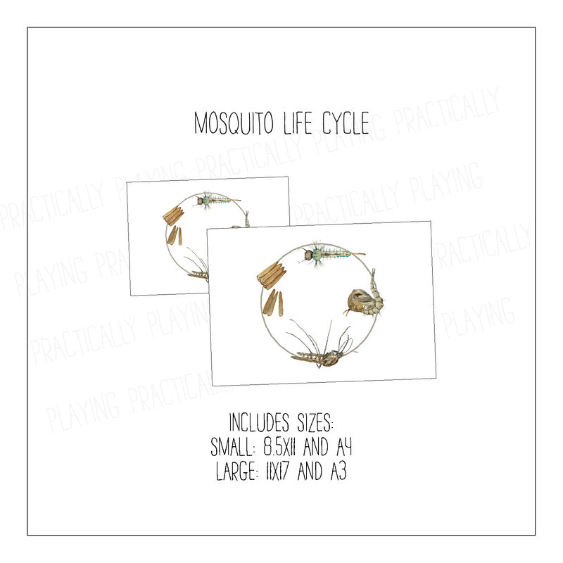 Mosquito Life Cycle Poster Pack