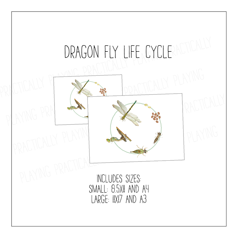 Dragonfly Life Cycle Poster Pack