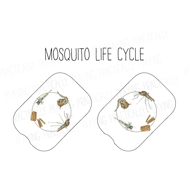 Mosquito Life Cycle Printable Insert Pack