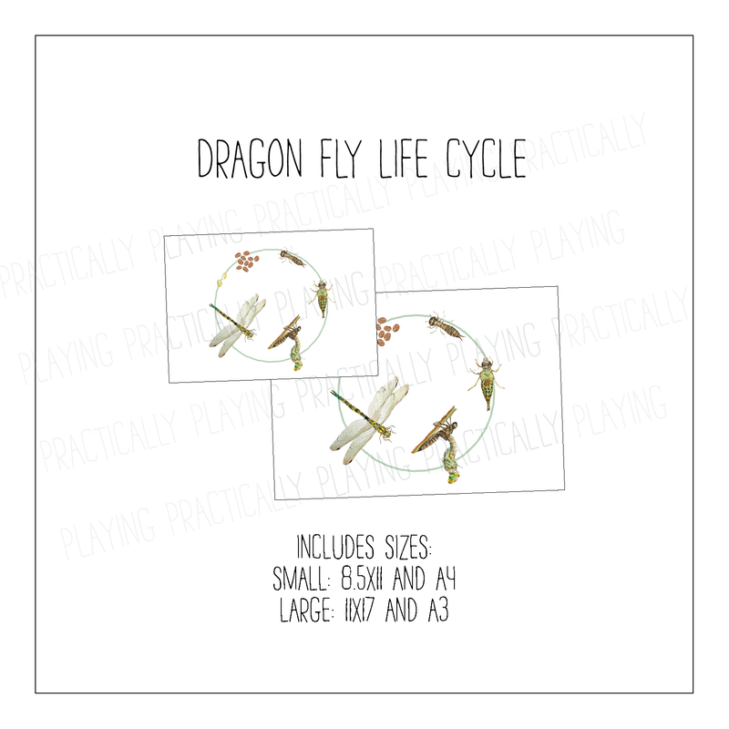 Dragonfly Life Cycle Poster Pack