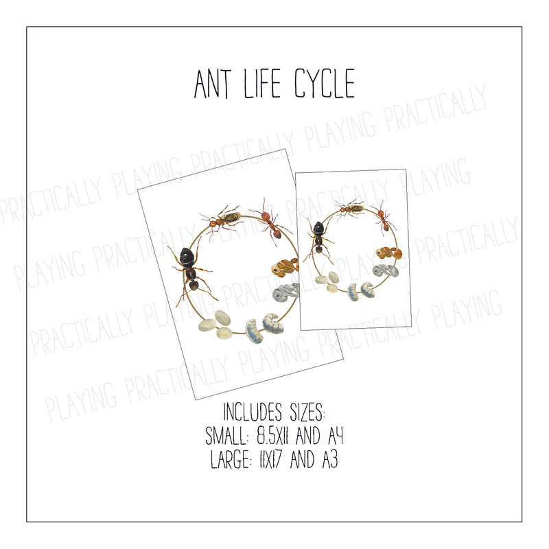 Ant Life Cycle Poster Pack