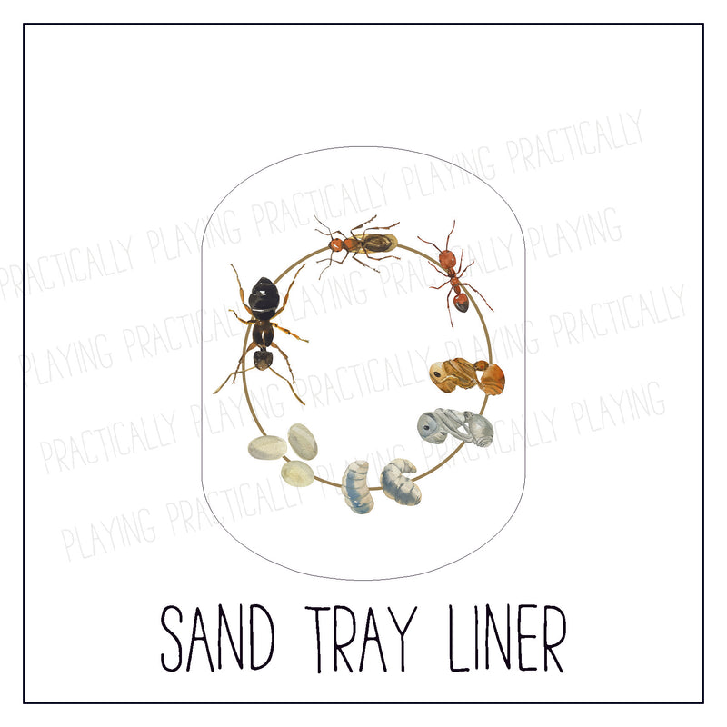 Ant Life Cycle Sand/Water Tray