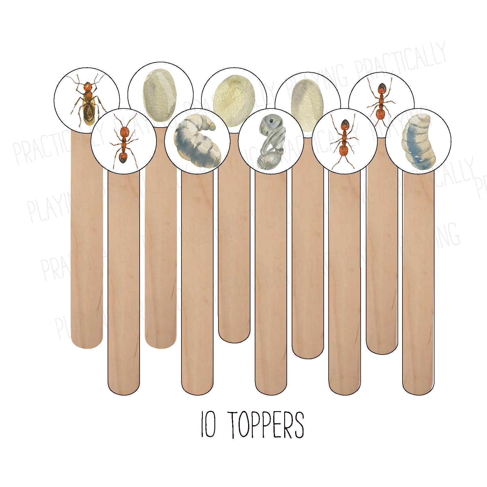 Ant Life Cycle Craft Stick Covers and Toppers – Practically Playing