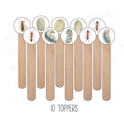 Ant Life Cycle Craft Stick Covers and Toppers