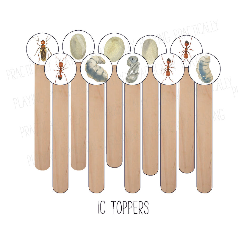 Ant Life Cycle Craft Stick Covers and Toppers