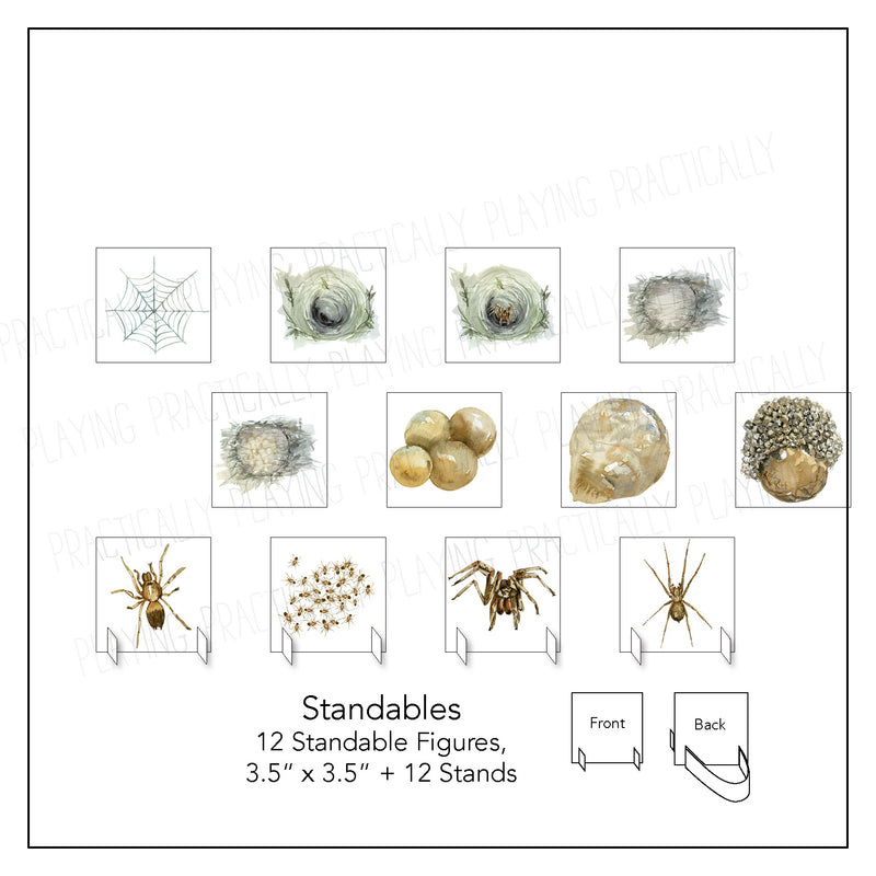Spider Life Cycle Card Pack