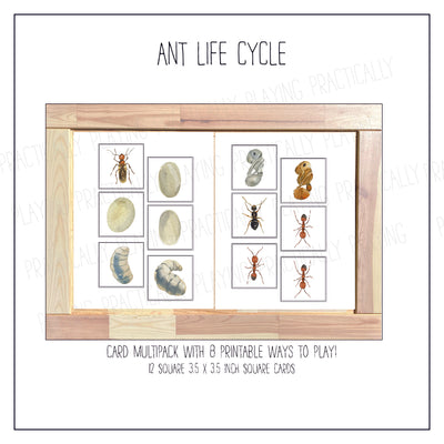 Ant Life Cycle Card Pack & Print and Fold Box
