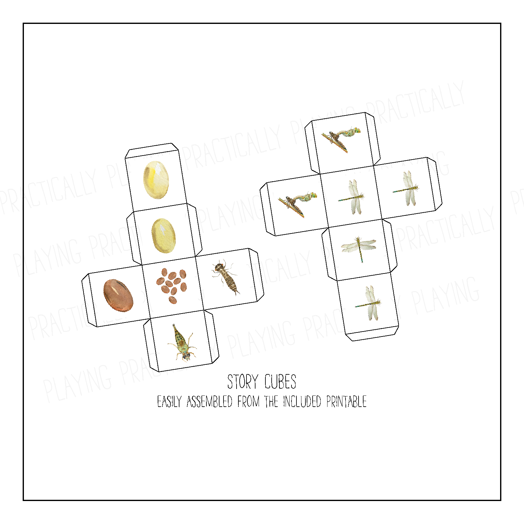 Dragonfly Life Cycle Card Pack & Print and Fold Box Practically Playing