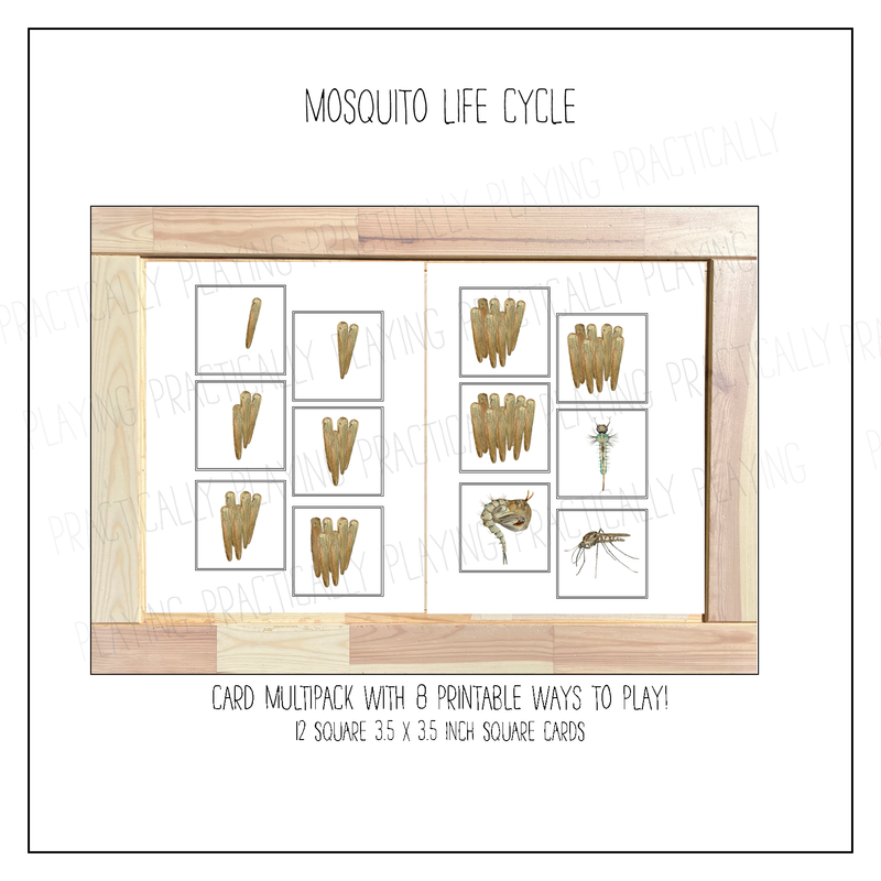 Mosquito Life Cycle Card Pack & Print and Fold Box
