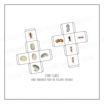 Ant Life Cycle Card Pack & Print and Fold Box