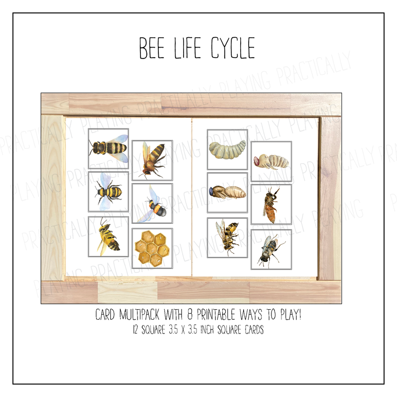Bee Life Cycle Card Pack & Print and Fold Box