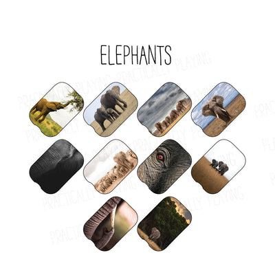 Elephants in Real Life Printable Insert Pack