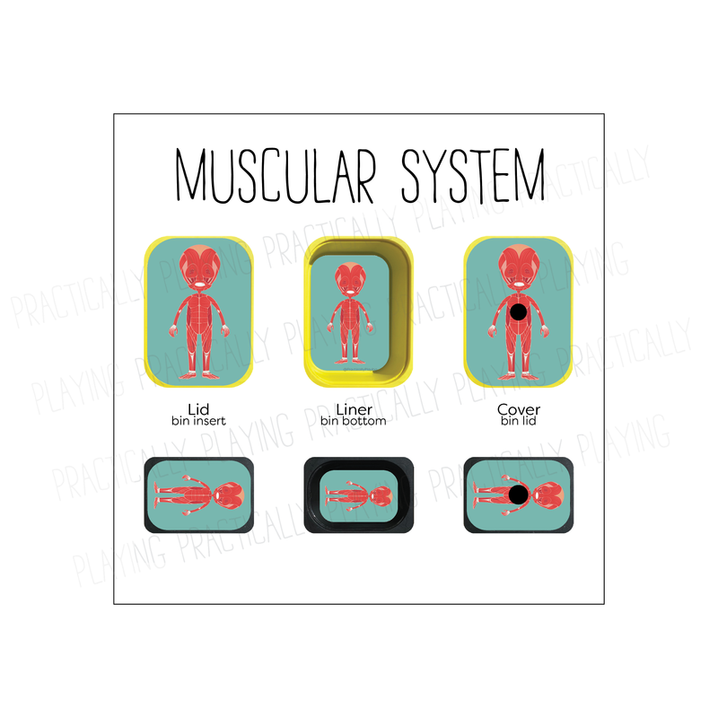 Insert Body Our Body Systems Printable Insert Pack – Practically Playing
