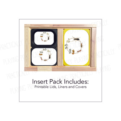 Ant Life Cycle Printable Insert Pack