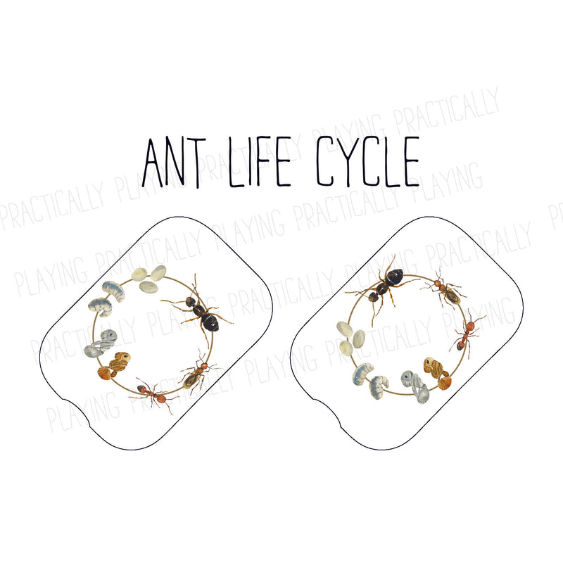 Ant Life Cycle Printable Insert Pack