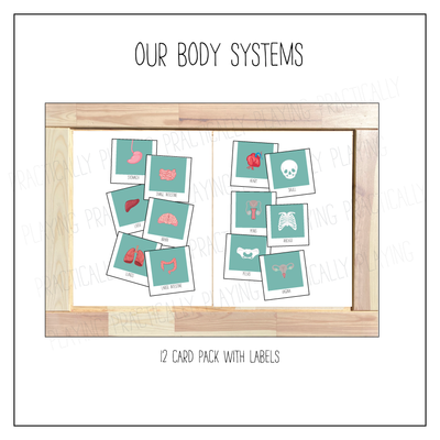 Our Body Systems Card Pack with Labeled Cards & Print and Fold Box