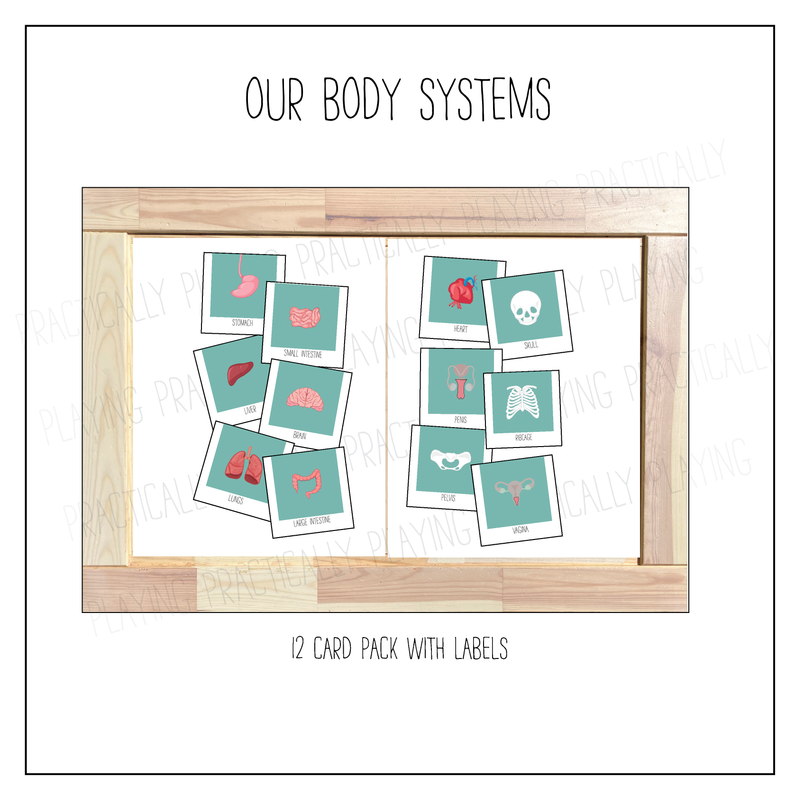 Our Body Systems Card Pack with Labeled Cards & Print and Fold Box
